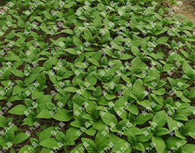 湖北金九昌種業有限公司